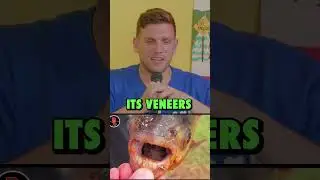 Fish has human teeth! #shorts #comedy