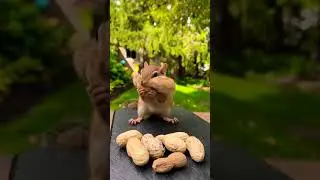 anil eating cute 🥰 ranjithame vibe #youtube #shorts #trichy #status #vlog #anil #eating #ranjithame