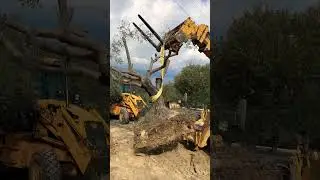 The best time for transplanting an olive tree #shorts #olive #lifehacks #positivevibes #gardenhacks