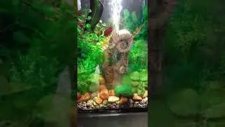 Best Tropical Fish Tank Aquarium Setup With Live Plants for Guppy Fish Molly Tetra Danio Cory Angel