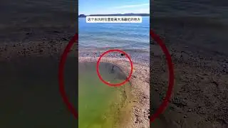 拍到山海經真實的一幕，山海經裏的魚，震驚了世界。