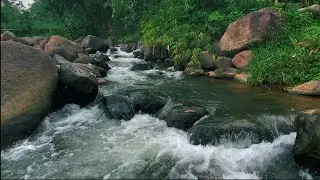 Peaceful River Flowing Through a Quiet Forest &ndash; Gentle Nature Sounds for Deep Sleep and Study Focus.