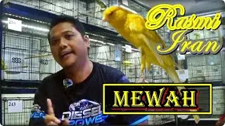 🕊️JACKPOT AHIR TAHUN‼️RASMI IRAN MEWAH INDAH fresh BOX 25💥 WANTO CANARY JOGJA💥 31 DESEMBER 2025