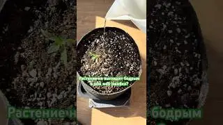 A plant on a windowsill in winter is stressful and lacks light.