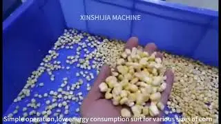 Fresh corn maize shelling machine #corn #maize #cornkernels