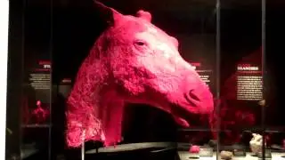 animals inside out at the natural history museum