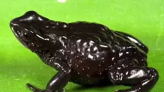 fauna monta&ntilde;as