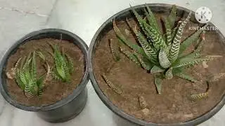 zebra plant propagation | zebra plant propagation from leaf