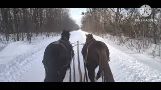 Звідки беруться натуристі коні??? Мої коні натуристими не будуть при любій роботі в моїх руках ;)?