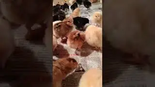 Desi one day old chicks for sale.7696333516