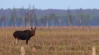 Elk (Moose) in the Biebrza National Park, Poland
