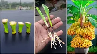Best & simple method for banana plant at home || Easy method for gardening