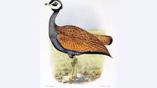Blue Bustard Jaded Ibis