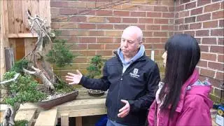 Learning the Philosophy of Bonsai in Manchester