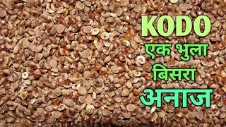 Kodo एक भुला बिसरा अनाज / kodo :- A forgotten food grain #kodo