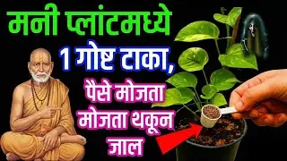 चुपचाप मनी प्लांटमध्ये टाकून द्या ही 1 गोष्ट, घरात लक्ष्मी धावत येईल मनी प्लांट