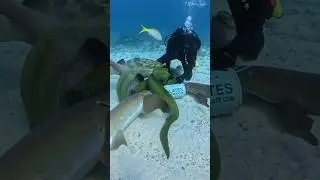 Kissed by an eel #divng #sharks