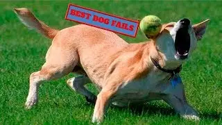 BEST DOG FAILS (2019)