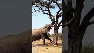 How an elephant topples a large tree