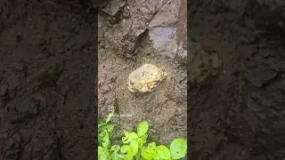 We Found a GEODE🤯💎🤑#shorts #youtubeshorts #crystals #geode