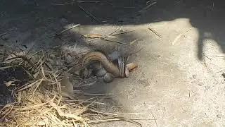 Cobra Snake Catching a rat video YouTube | Cobra Devours Rat | Deadly Snake eating a Rat