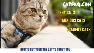Cat Psychology - How to Build Trust with Shy or Anxious Cats