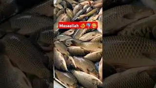 Fish and fishing video 🐠🐬 #fishtvnew #fishing #fishtv #fish #fishingequipment #food #fishitv1