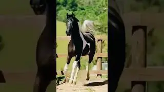 Rare Arabian Horse Coat That Will Leave You Speechless ✨🐎