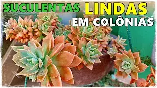 AS 26 MAIS BELAS COLÔNIAS DE SUCULENTAS QUE VOCÊ VAI VER HOJE