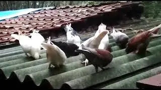 Live pigeon  videos