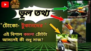 Amazing Toco Toucan Beak Facts 🐦 | Fun Toucan Info #shorts, #viralvideo, #bird, #colorfulbird, 