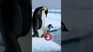 Cute baby scared to jump in water#penguin #penguinbaby #cuteanimals #cutebaby #penguinmom #adorable