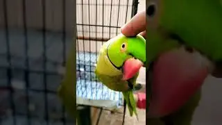 mithu parrot #parrotvideos #talkingparrot #birdtalking #trending #shorts #pets #mithu #parrot #kids