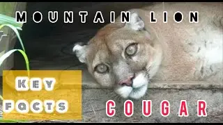 Key Facts About the Cougar | Core Characteristics  #mountainlion