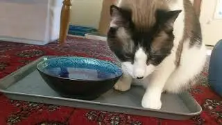 Sweet Pea demonstrating his subpar water drinking skills.
