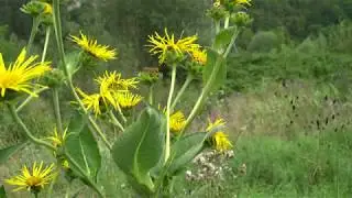 Neckarbiotop Zugwiesen Ludwigsburg