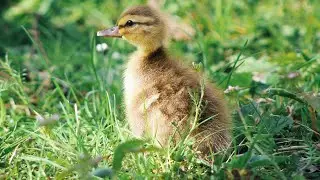 ❤️ Fluffy Ducklings Feeding Together ❤️