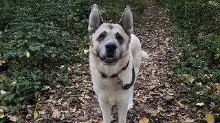 Are AKITA INU’S playful!? 😈 