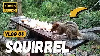 TV for Cats 😻 | Squirrel 🐿️ Eating at Feeder | Vlog 04