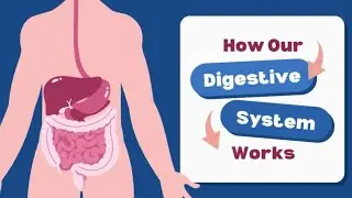 Process of digestion ✨#health #digestiveprocess #biology #digestiveenzymes #video #bscnursing 