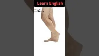 Know Your Leg: English Vocabulary Lesson | Englsih Learning #shorts #leg