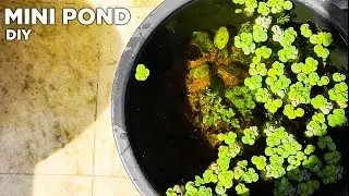 Simple DIY mini pond anyone can build || Walstad style mini pond with floating plants and fish