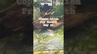 Copper Alien Betta fry growth day 41