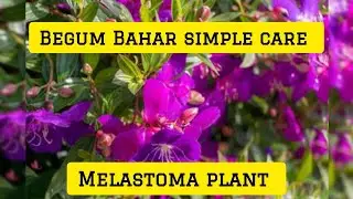Begum Bahar simple care tips||melastoma|| easy care