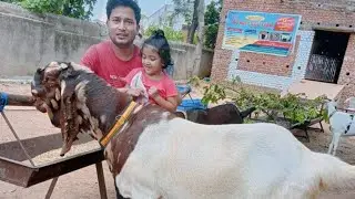 Kurbani khassi Available At DR AGRO GOAT FARM JHARKHAND NO. 1 GOAT FARM 8102552493 #dragrogoatfarm