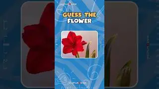 Guess the Flower 🪴🌼🌻 Quiz Plus Show Shorts