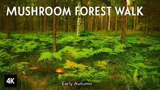 Quiet Mushroom Forest Walk (4K) &bull; Early Fall &bull; No Music, No Talking