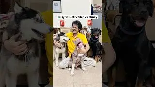 Pitbull protecting owner ?🚨 #shorts #dog #husky #pitbull | Review reloaded