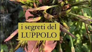 Il luppolo ed i suoi fantastici apici eduli