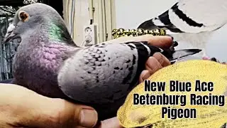 Betenberg Racing Pigeon For Sale In Pipa Pigeons Paradise Auction